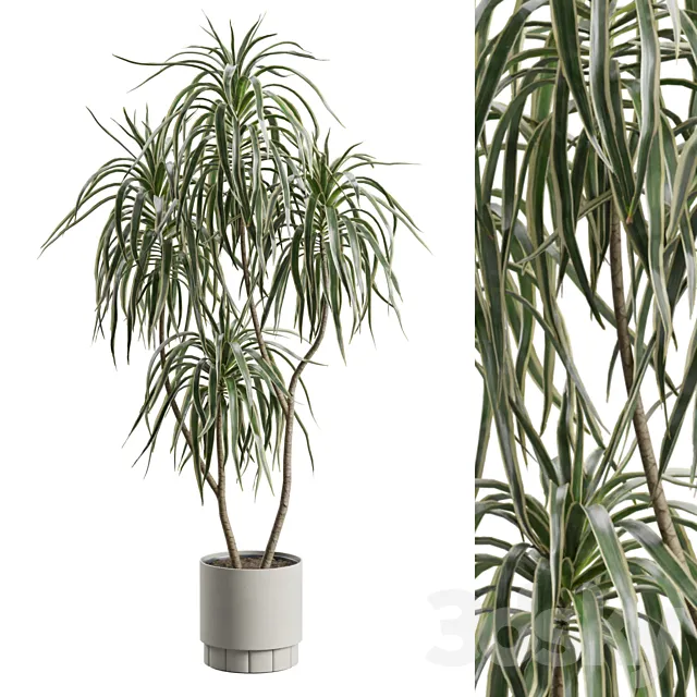 Dracaena Variegata 3D Model