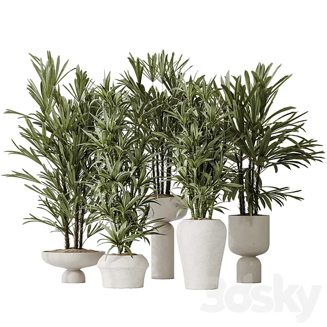Dracaena Warneckii Lemon and Rhapis Excelsa vases 3D Model