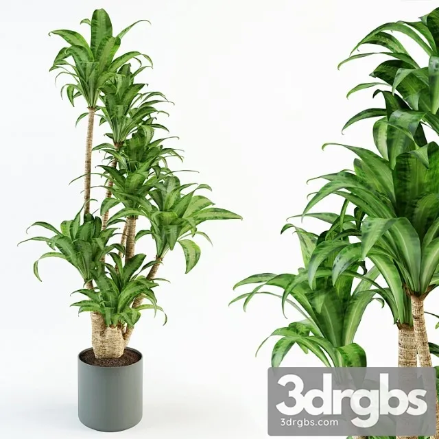 Dratsiena 12 3D Model Free