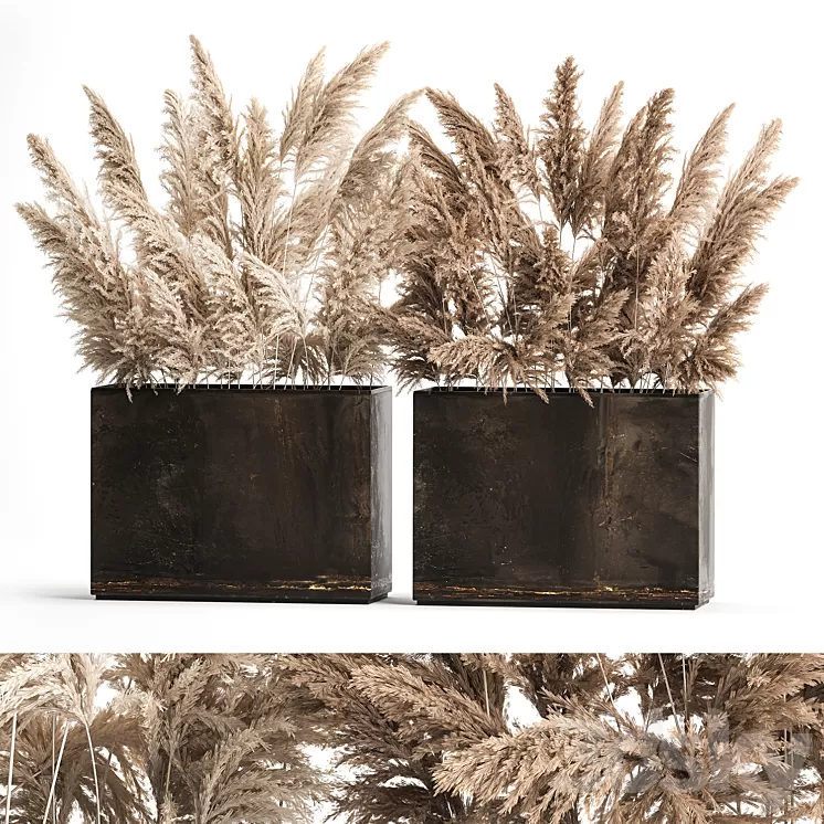 Dried flower bouquet of dried reeds in a rusty metal pot from pampas grass Cortaderia. 273. 3D Model Free