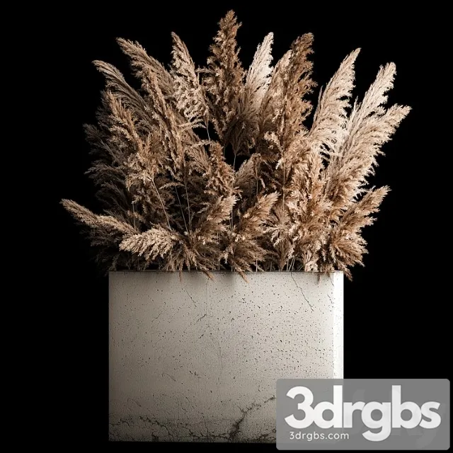 Dried Flower Bouquet of Pampas From Dry Reeds in a Concrete Flowerpot Made from Pampas Grass Cortaderia 268 3D Model Free