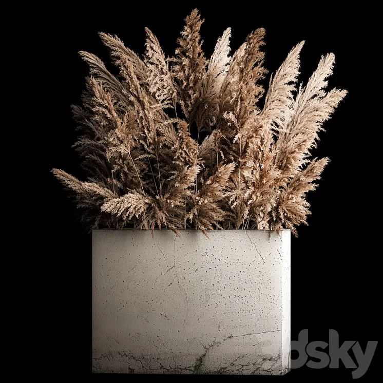 Dried flower bouquet of pampas from dry reeds in a concrete vase of pampas grass Cortaderia. 268. 3D Model Free