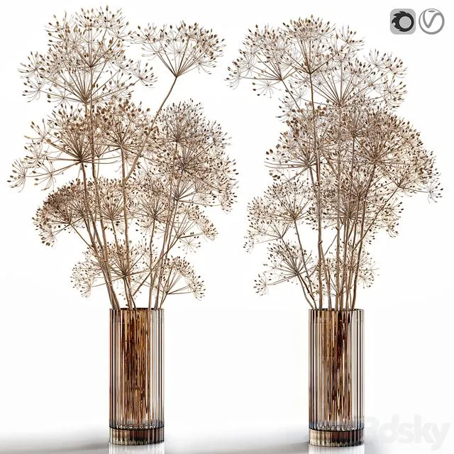 Dry Flowers 7 Heracleum 3D Model