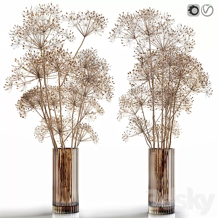 Dry flowers 7 Heracleum 3D Model