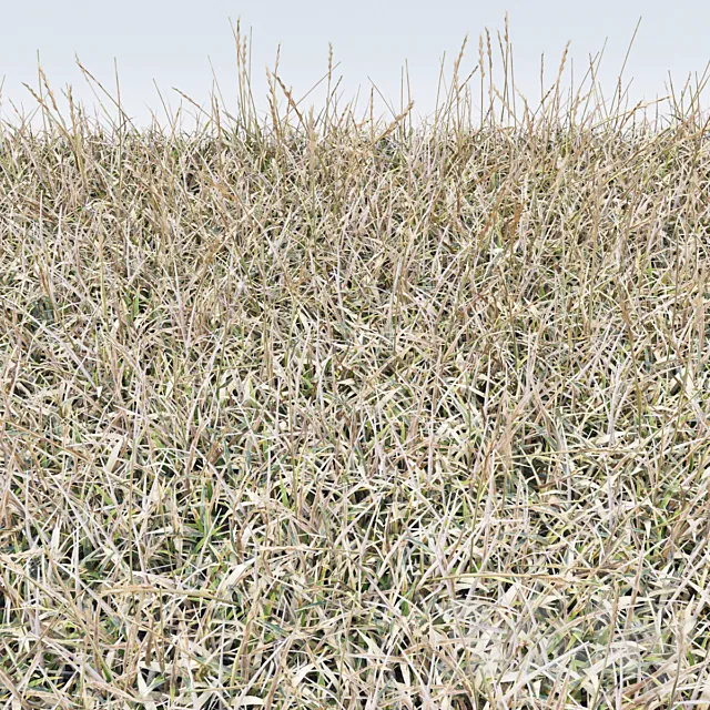 dry grass 3D Model