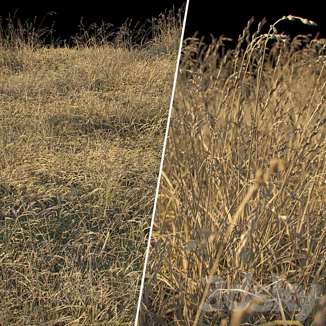 Dry grass 3DModel