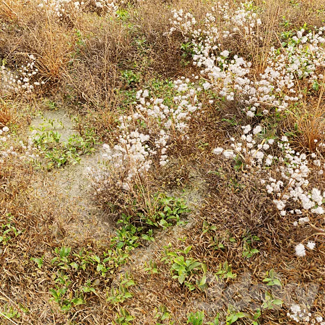 Dry meadow 3D Model