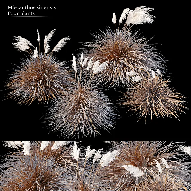 Dry miscanthus sinensis Free Download