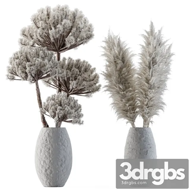 Dry plants 22 - big pampas asteroid pot