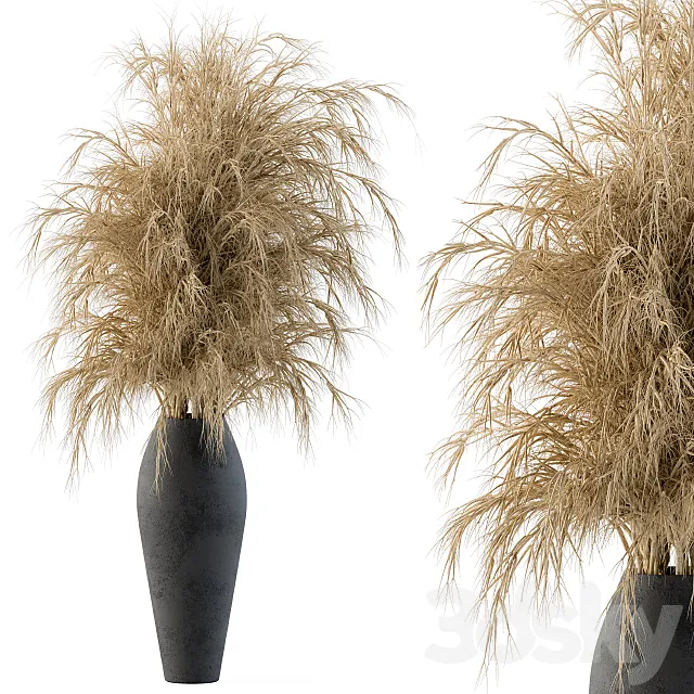 Dry plants Free Download