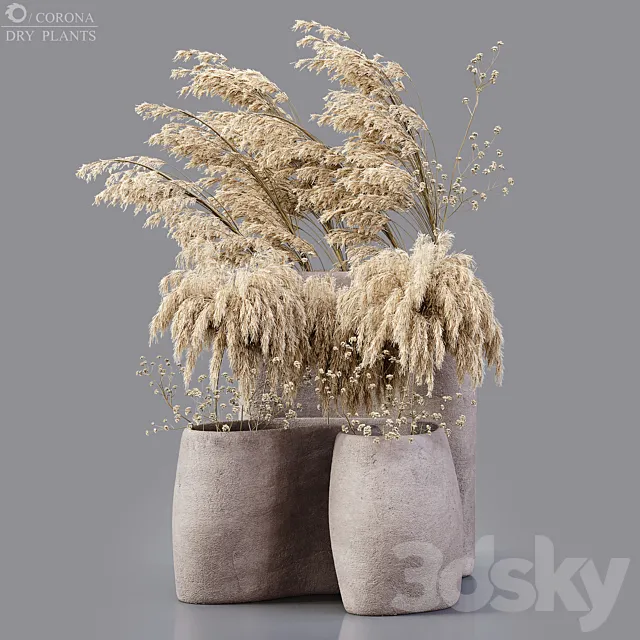 Dry plants 3D Model