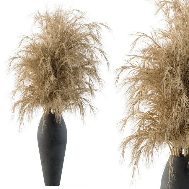 Dry plants Free Download