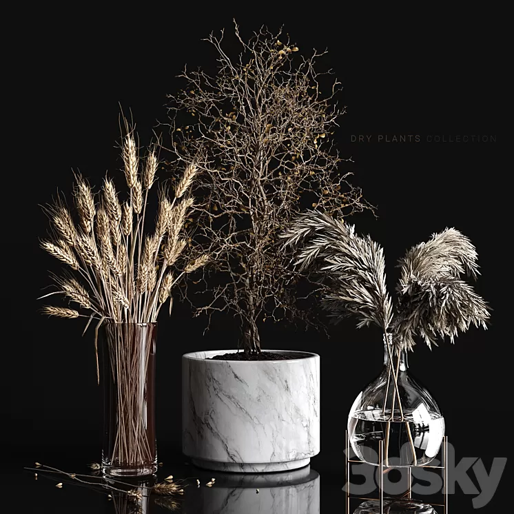 Dry plants collection 3D Model