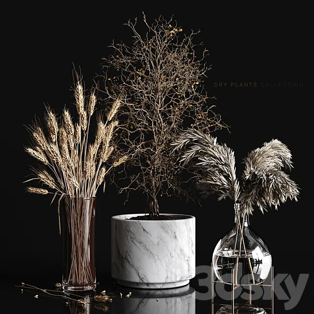 Dry plants collection 3DModel