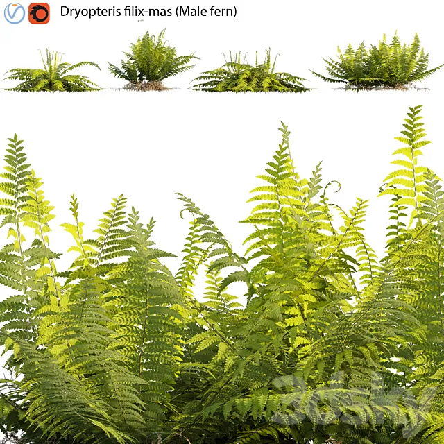 Dryopteris filix-mas - Male fern -02 3D Model