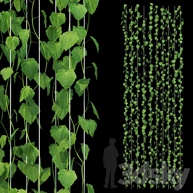 Dutchman's Pipe climbing on wires 3DModel