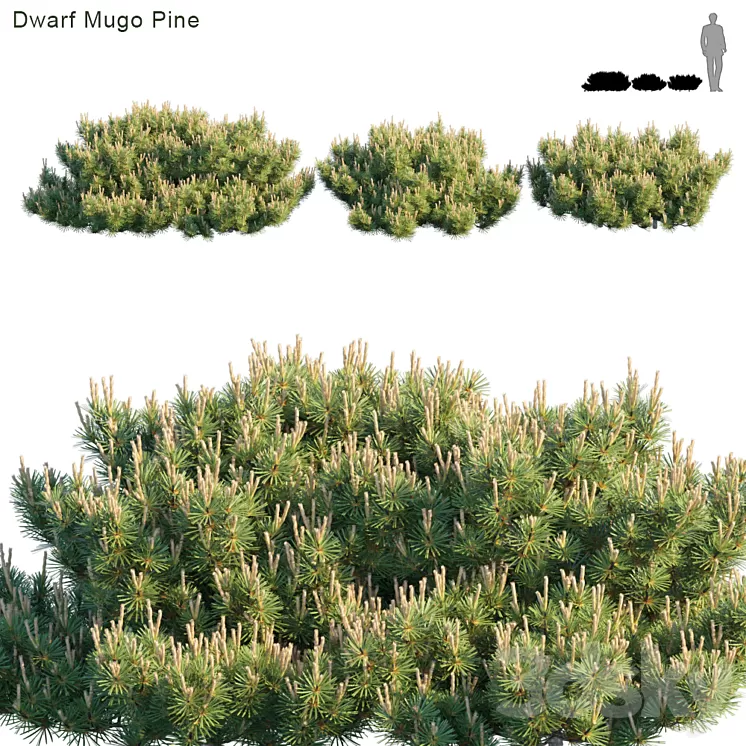 Dwarf Mugo Pine | Creeping pine 3D Model