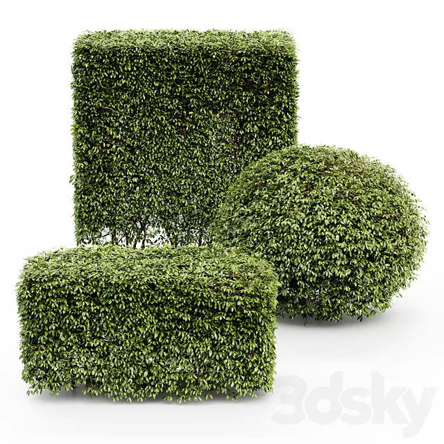 Dwarf Yaupon Holly - Spherical + Box hedge 3D Model