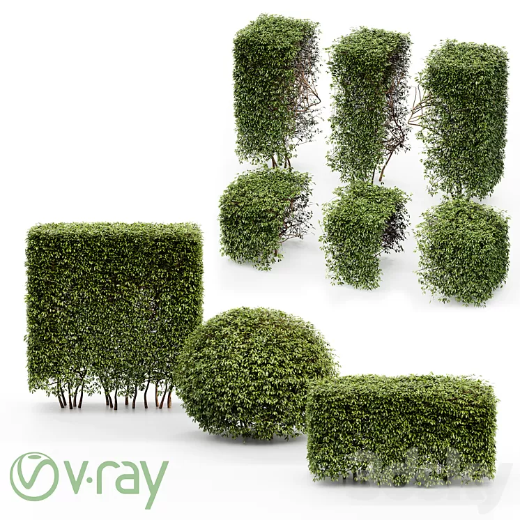 Dwarf Yaupon Holly - Spherical + Box hedge 3D Model