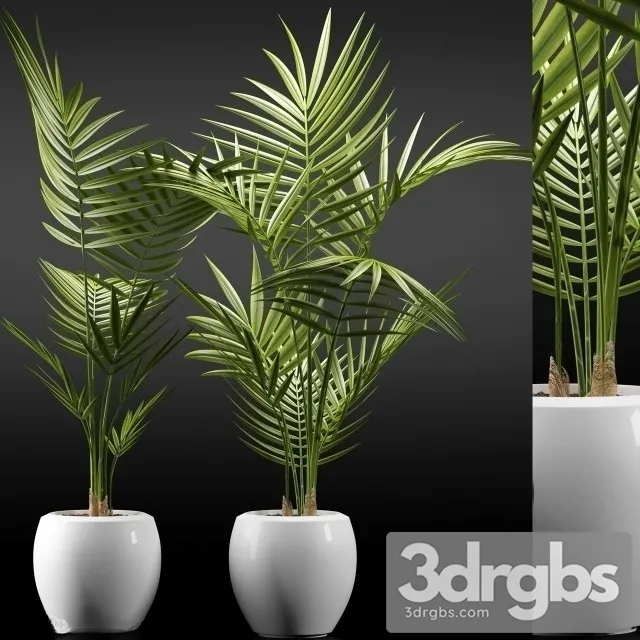 Dypsis Lutescens 2 3D Model Free
