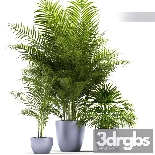 Dypsis Lutescens 3D Model Free