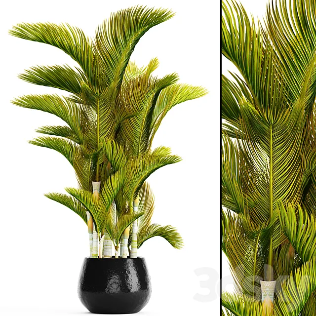 Dypsis lutescens - Dyssic yellowish Dipsis yellowish ornamental palm tree tropical exotic thickets plant flowerpot pot 3D Model