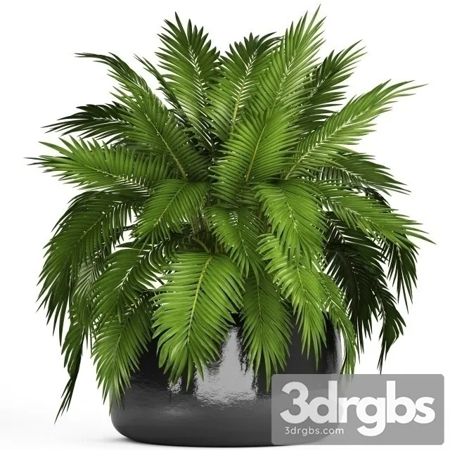 Dypsis Lutescens Mini Indoor 3D Model Free