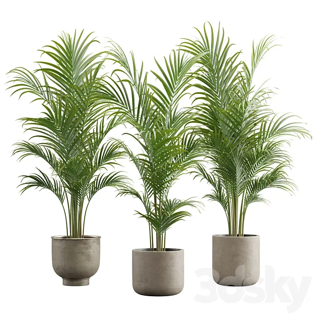 Dypsis Lutescens Set - Areca Palm 3D Model
