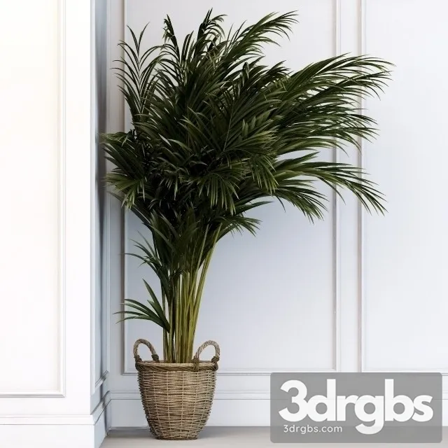 Dypsis Plant 3D Model Free