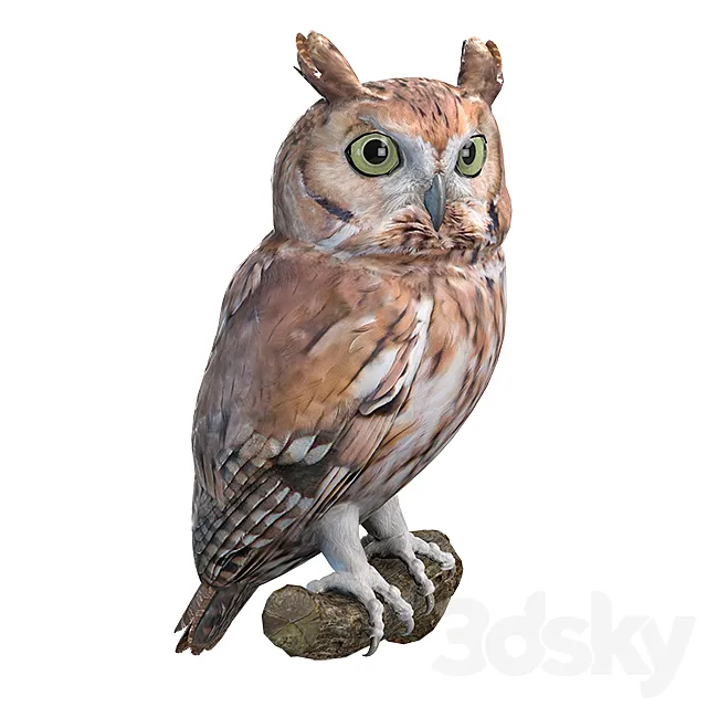 Eastern scoop 3D Model