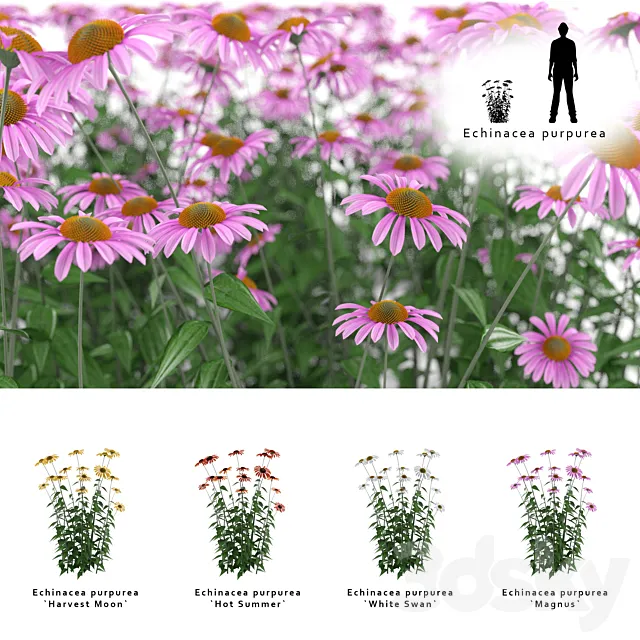 Echinacea purpurea bush | Echinacea purpurea 3D Model