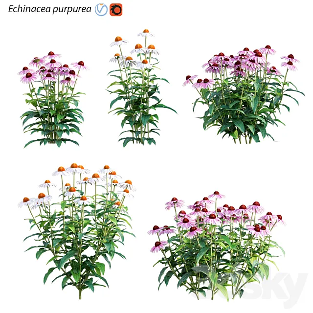 Echinacea purpurea - Coneflower 3D Model