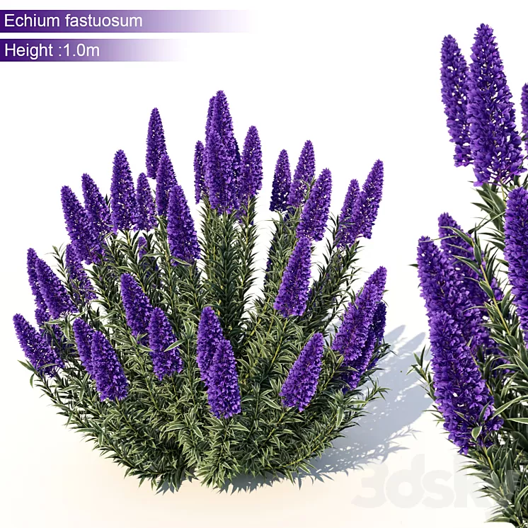 Echium candicans 3D Model