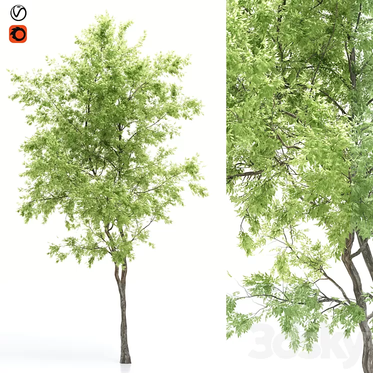 elder tree 3D Model