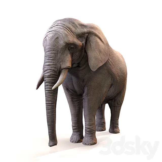 Elephant _ Elephant 3DModel