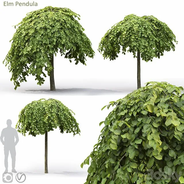 Elm 3D Model