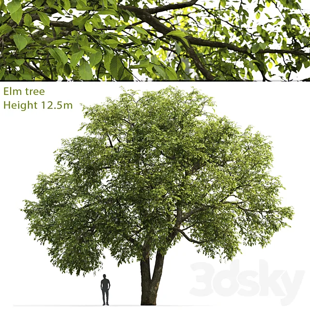 Elm 3DModel