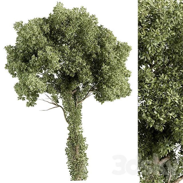 Elm Tree - Tree Set 230 Free Download