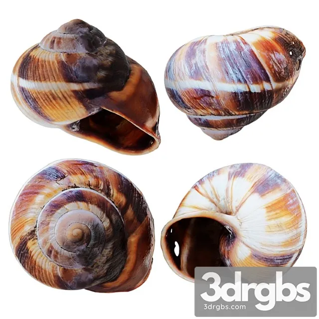 Empty Shell Snail 3D Model Free