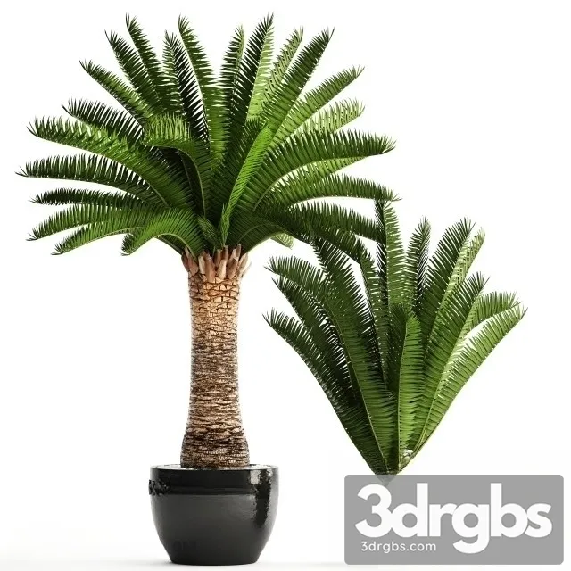 Encephalartos Altensteinii 3D Model Free