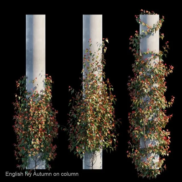 English Ivy Autumn on column 3D Model