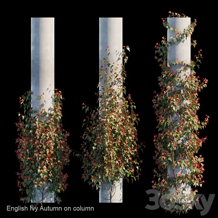 English Ivy Autumn on column 3D Model