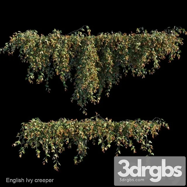 English Ivy Creeper Free Download