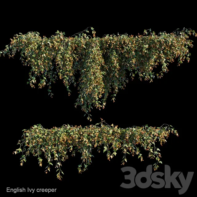 English Ivy creeper 3DModel