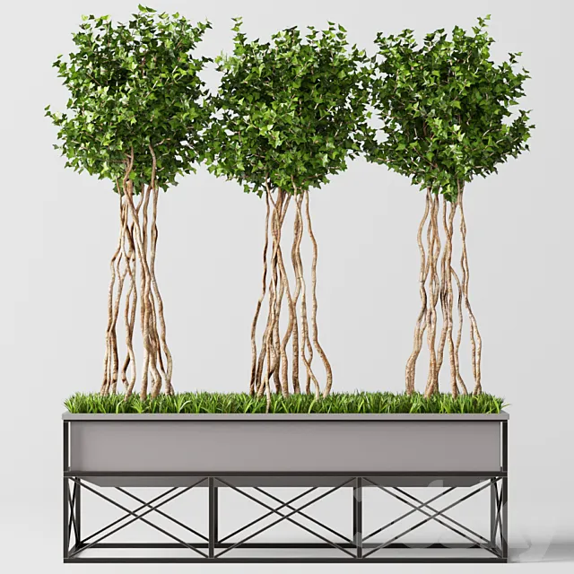 English Ivy Topiary 3D Model
