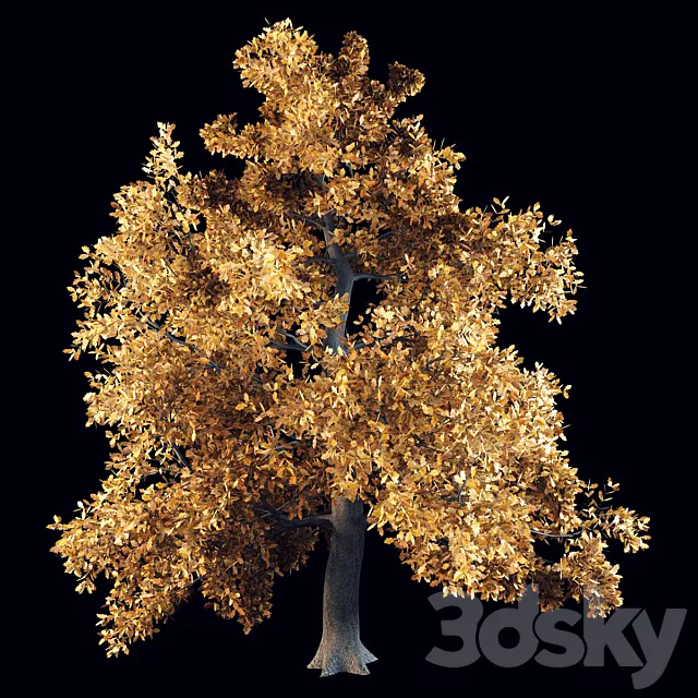 English oak 3D Model