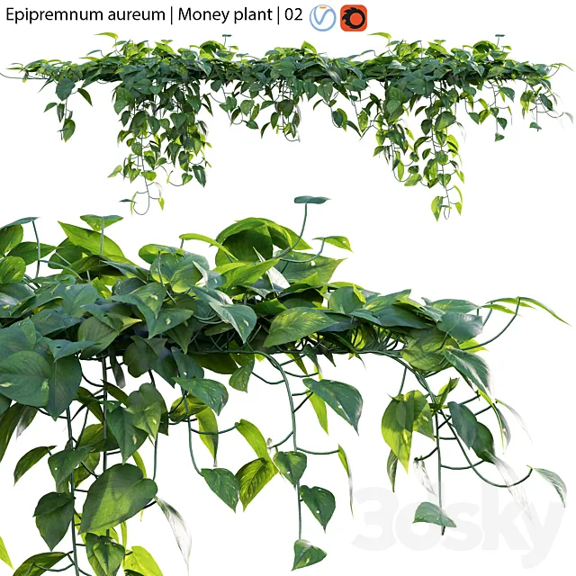 Epipremnum aureum - Money plant - 02 Free Download