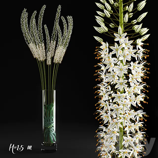 Eremurus _ Eremurus 3DModel