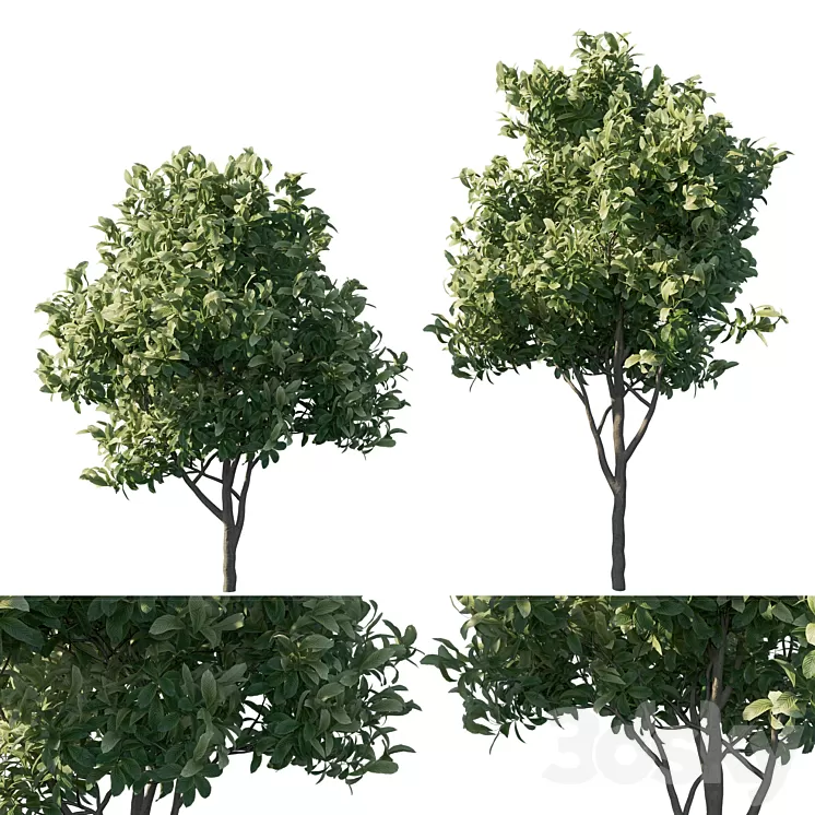 Eriobotrya japonica loquat 03 3D Model