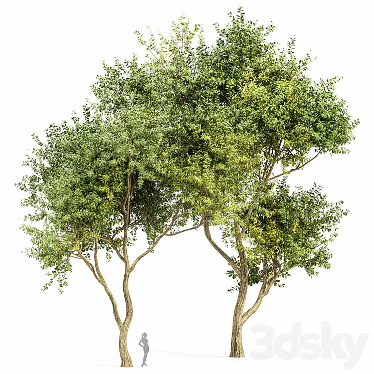 Eucalyptus 2trees 3D Model